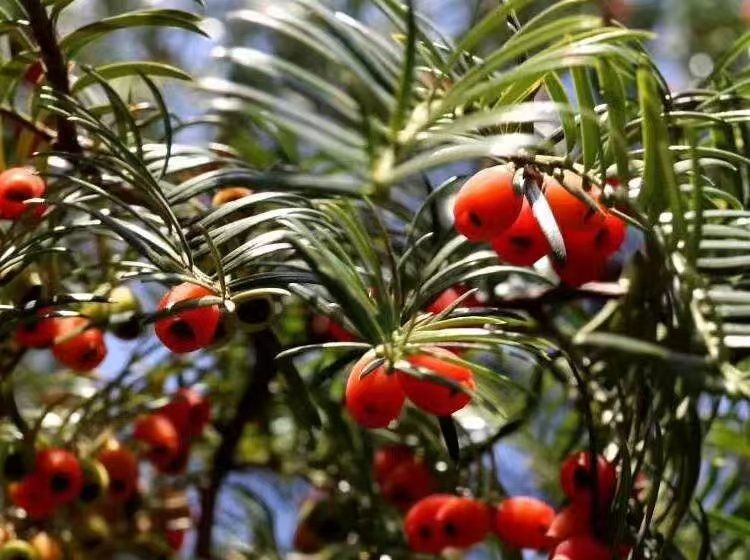 我校联合选育的四个林木品种通过省级林木良种审定